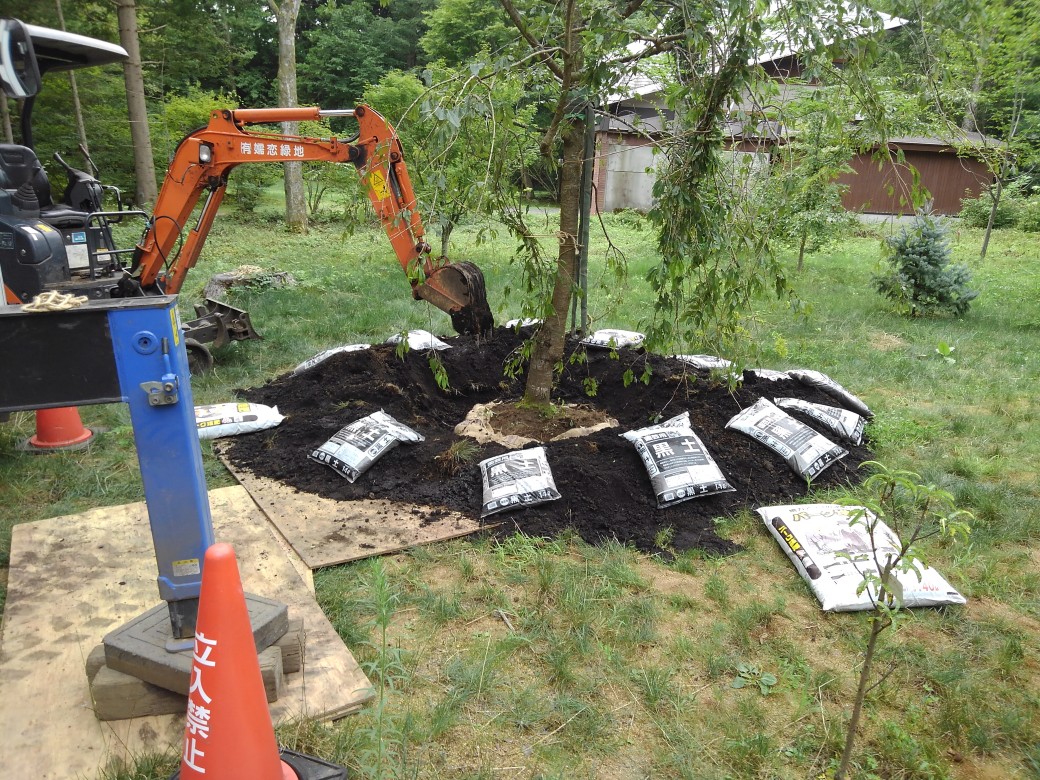 植樹の時はいつも適量の黒土と堆肥を根の周囲に入れます。