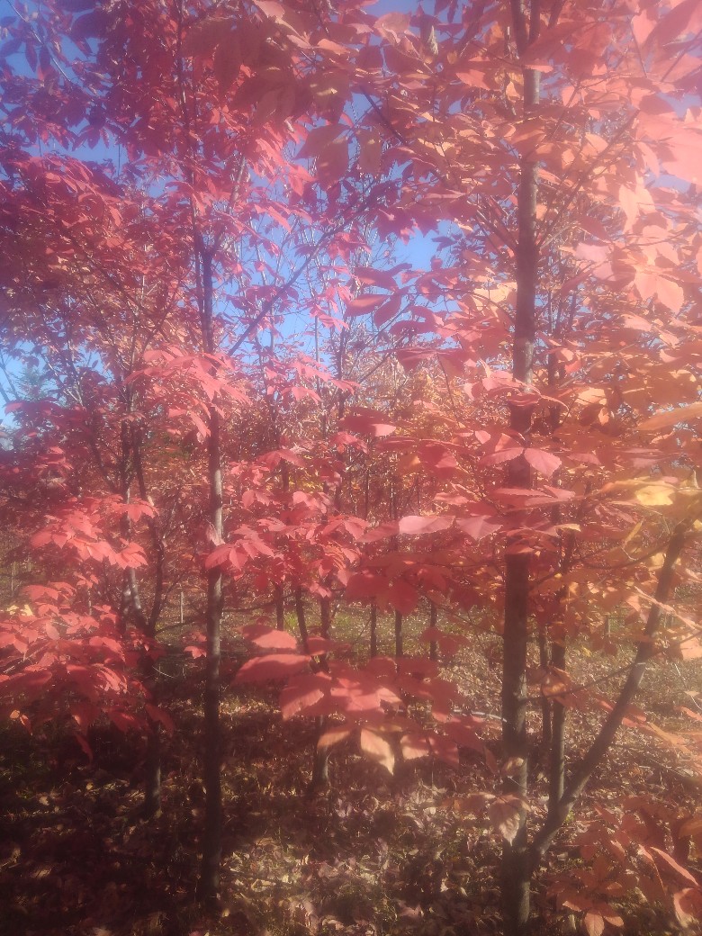 弊社植木畑の見事に紅葉したメグスリノキです！